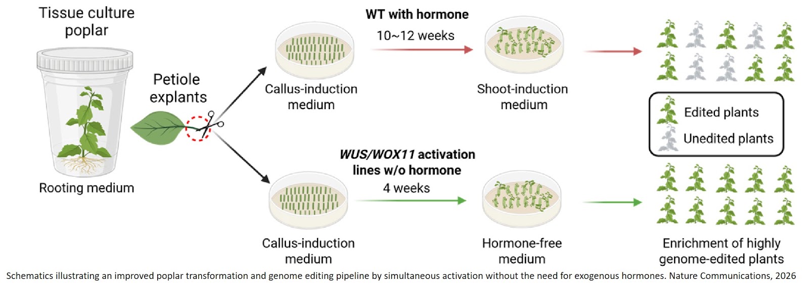 Boosting genome editing in perennial plants by CRISPR-Combo mediated morphogenic gene activation