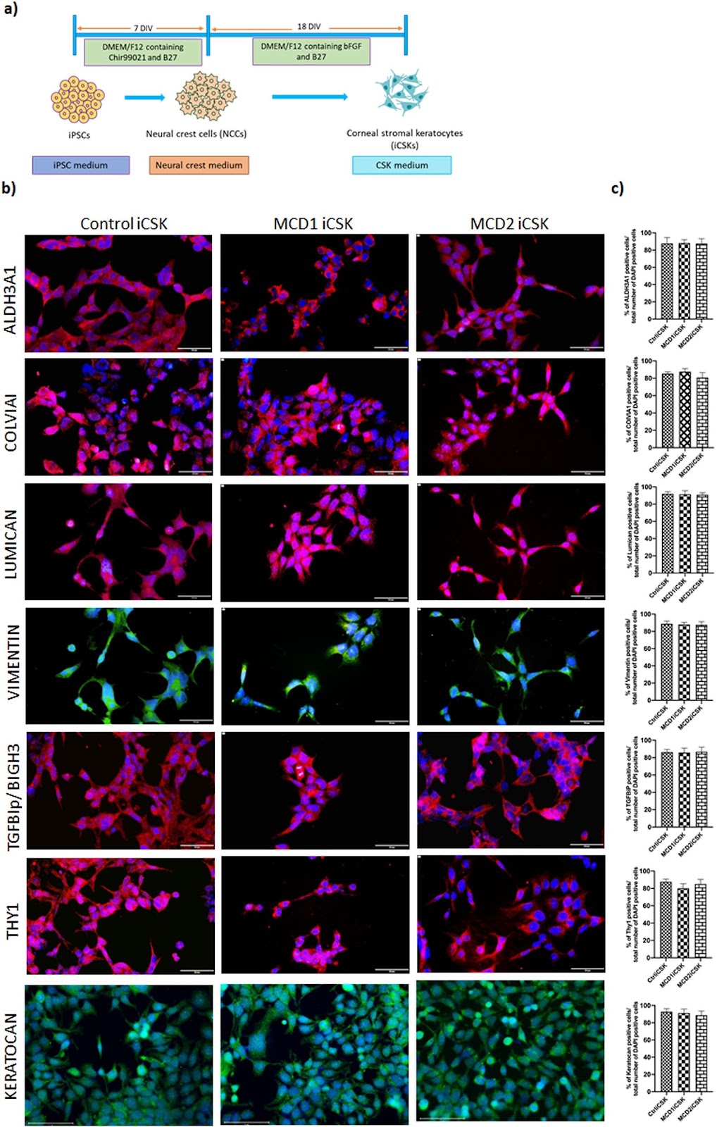 Trehalose extricates impaired mitochondrial and autophagy dysregulation in patient iPSC-derived macular corneal dystrophy disease model