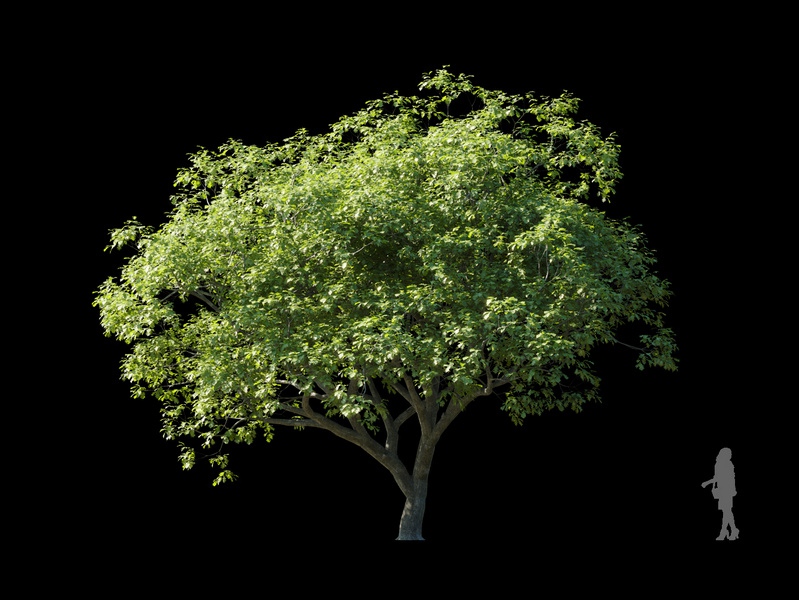 Maxtree - Plant Models Vol.120