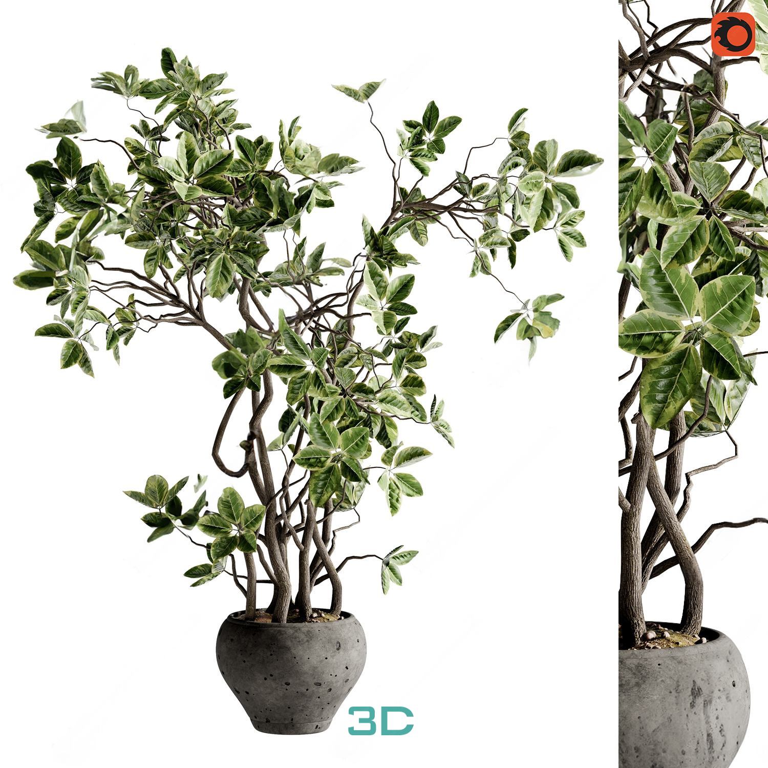 978.Sell Album Indoor Plant PRO Vol 01