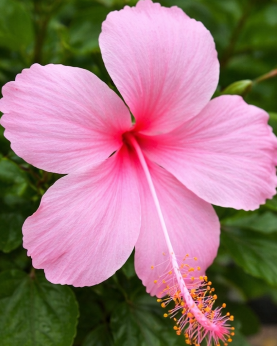 Hibiscus Pink Flower Plant — view 3
