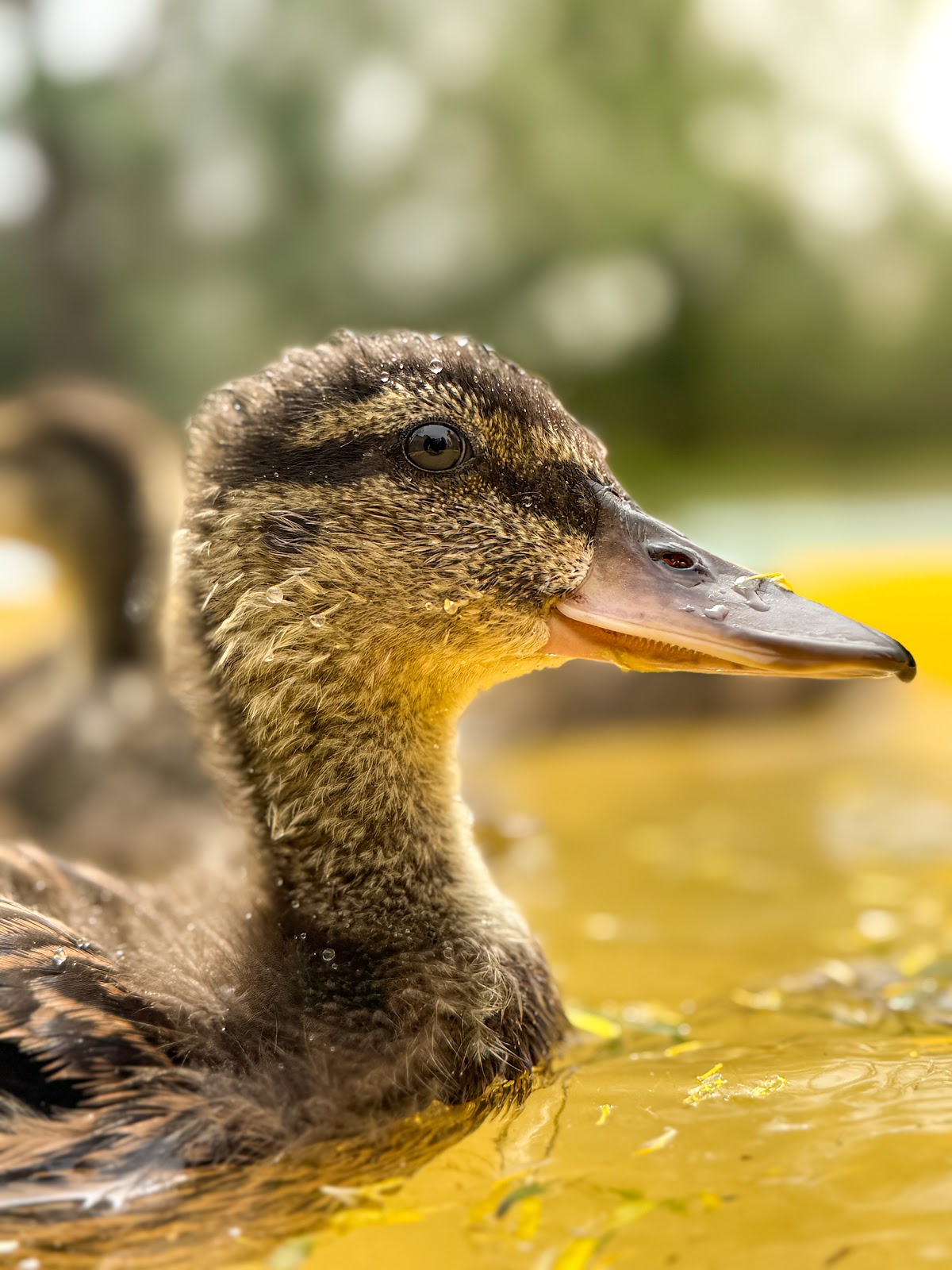 Mallard Duckling