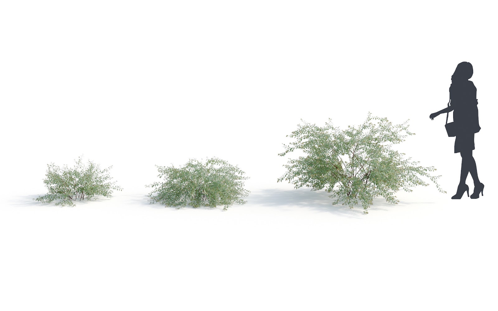 Maxtree - Plant Models Vol.6