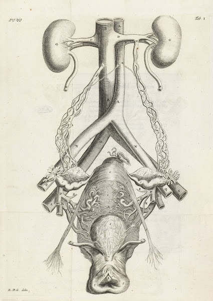 Anatomical illustration of the female reproductive organs and kidneys 1672