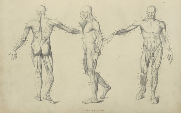 Three poses of musculature 1833