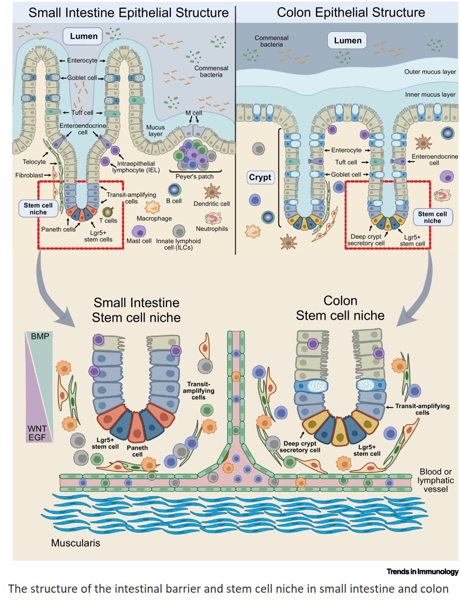Promoting intestinal regeneration without tumor risk in immune-mediated inflammatory diseases
