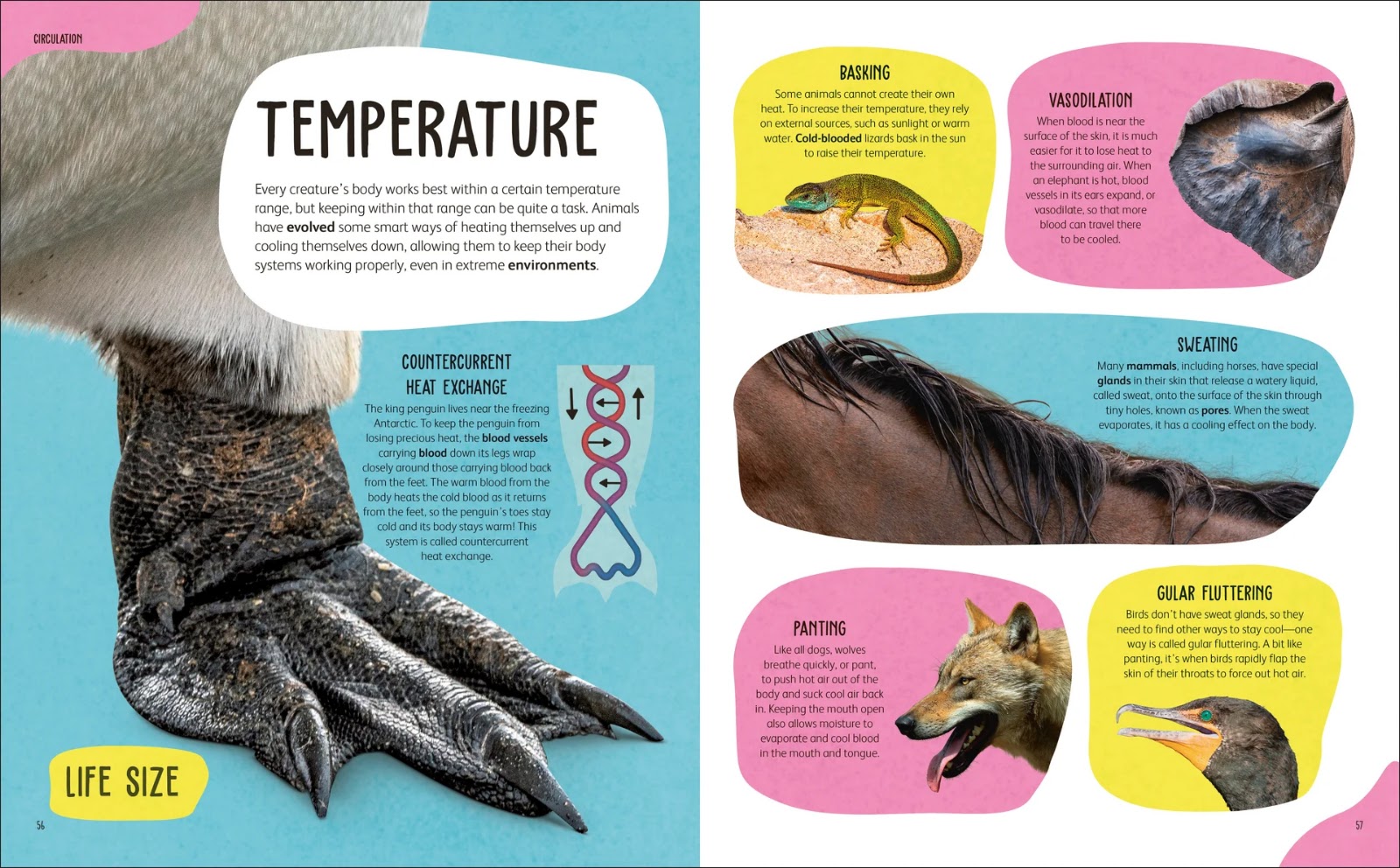 The Animal body — gambar 4