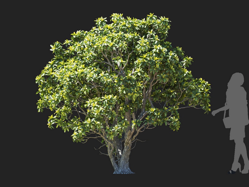 Maxtree - Plant Models Vol.112