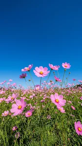 Low Angle View of Pink Cosmos Flowers Against a Clear Deep Blue Sky