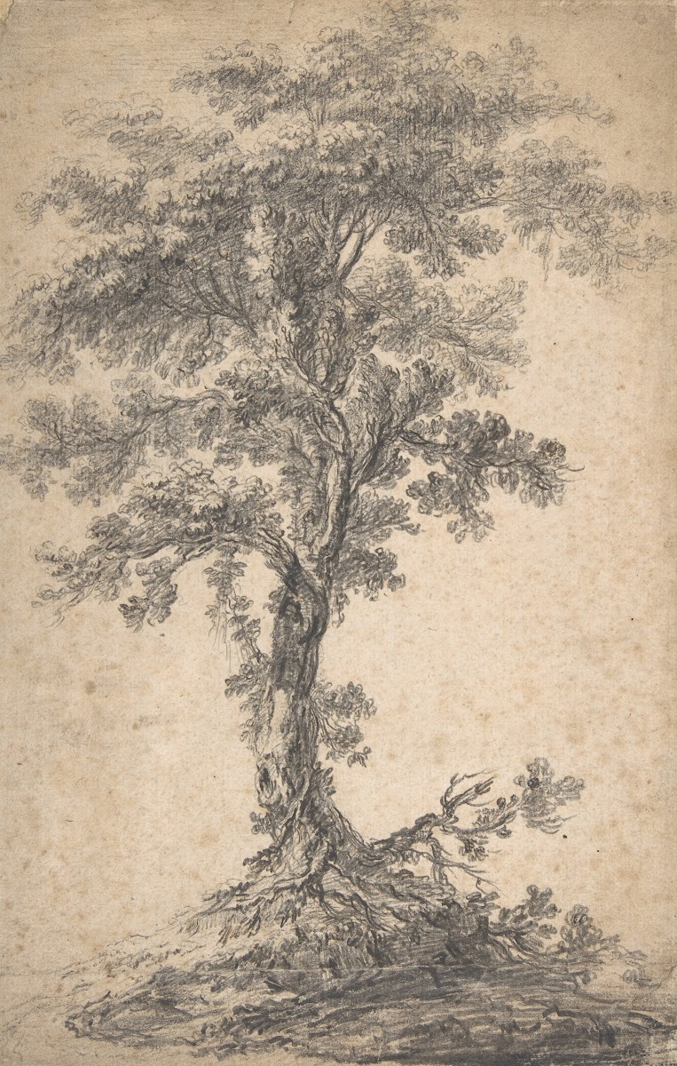Study of a Tree