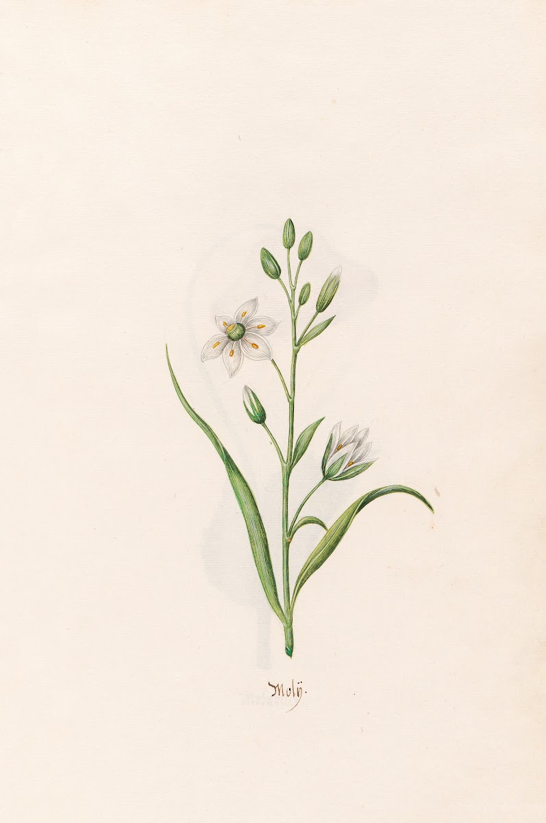 Molÿ 1692