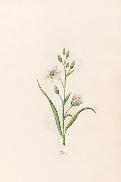 Molÿ 1692