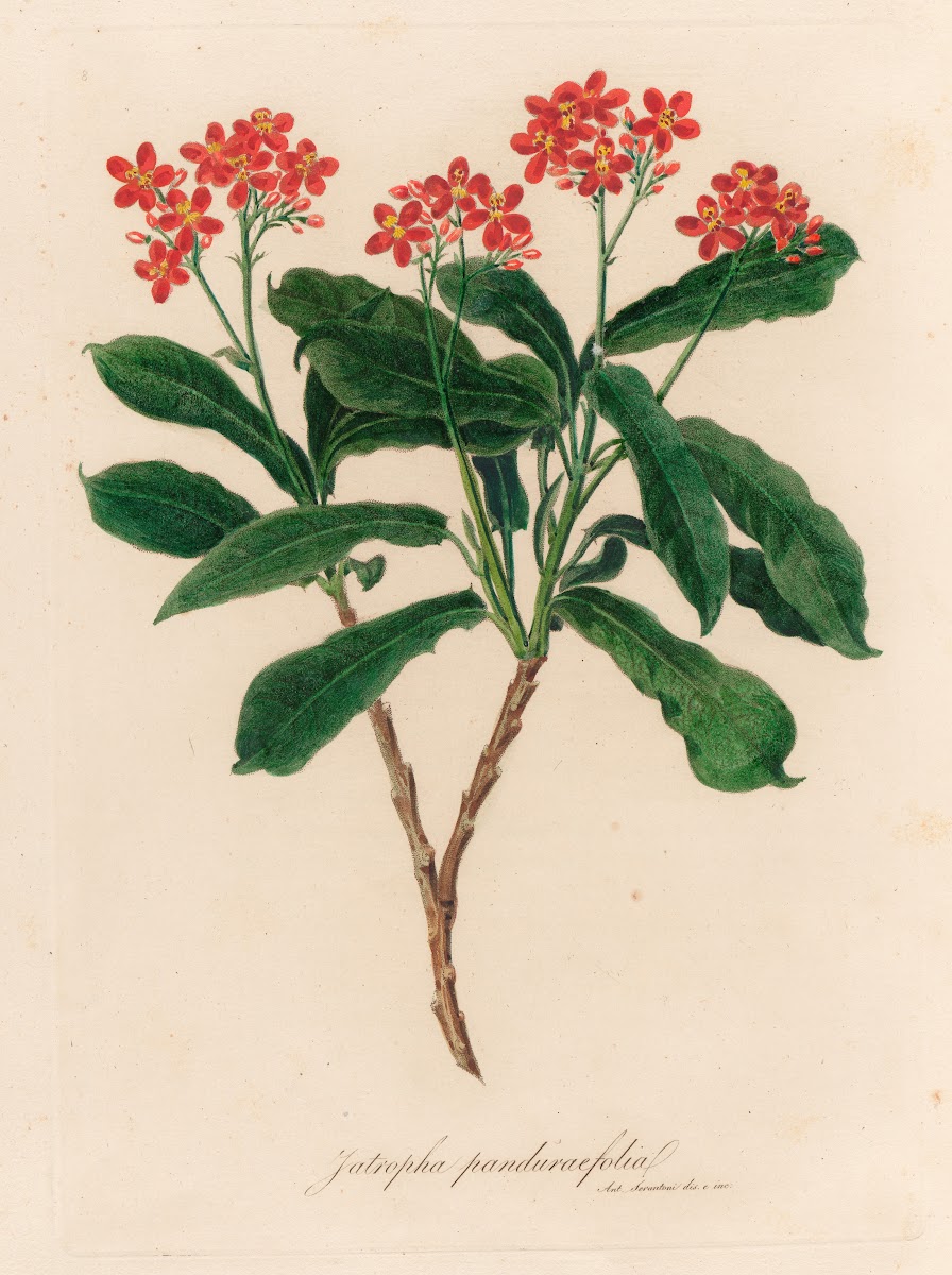Jatropha panduraefolia 1818 1824