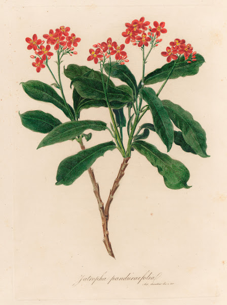 Jatropha panduraefolia 1818 1824