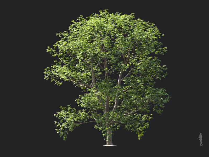 Maxtree - Plant Models Vol.124
