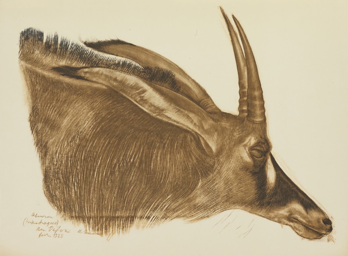 Antilope Hippotrague Am Dafok 1927