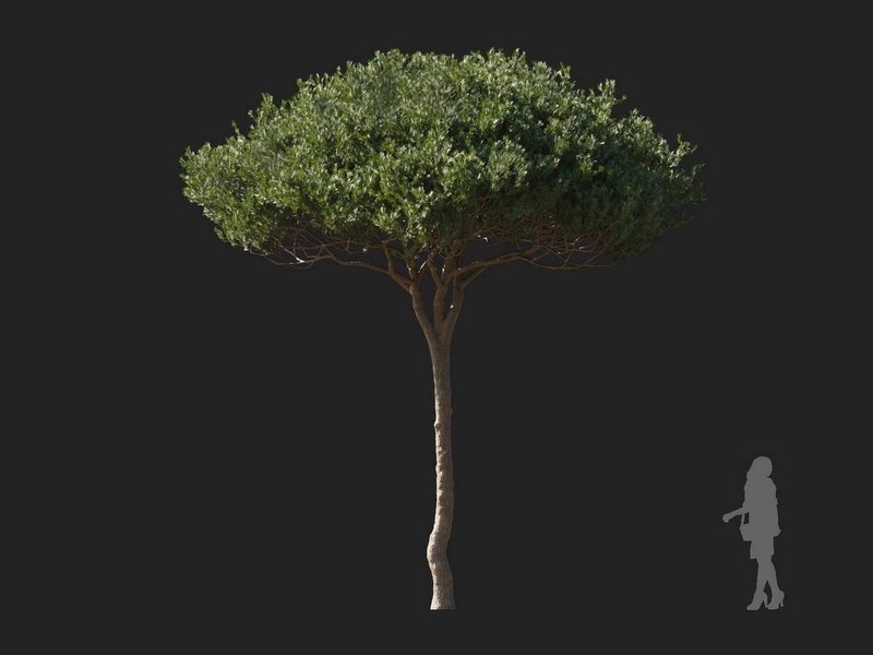Maxtree - Plant Models Vol.127