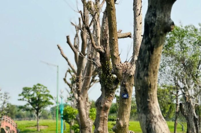 'Lá phổi xanh' lớn nhất Hà Tĩnh xuất hiện nhiều cây cổ thụ chết khô - Báo Tiền Phong