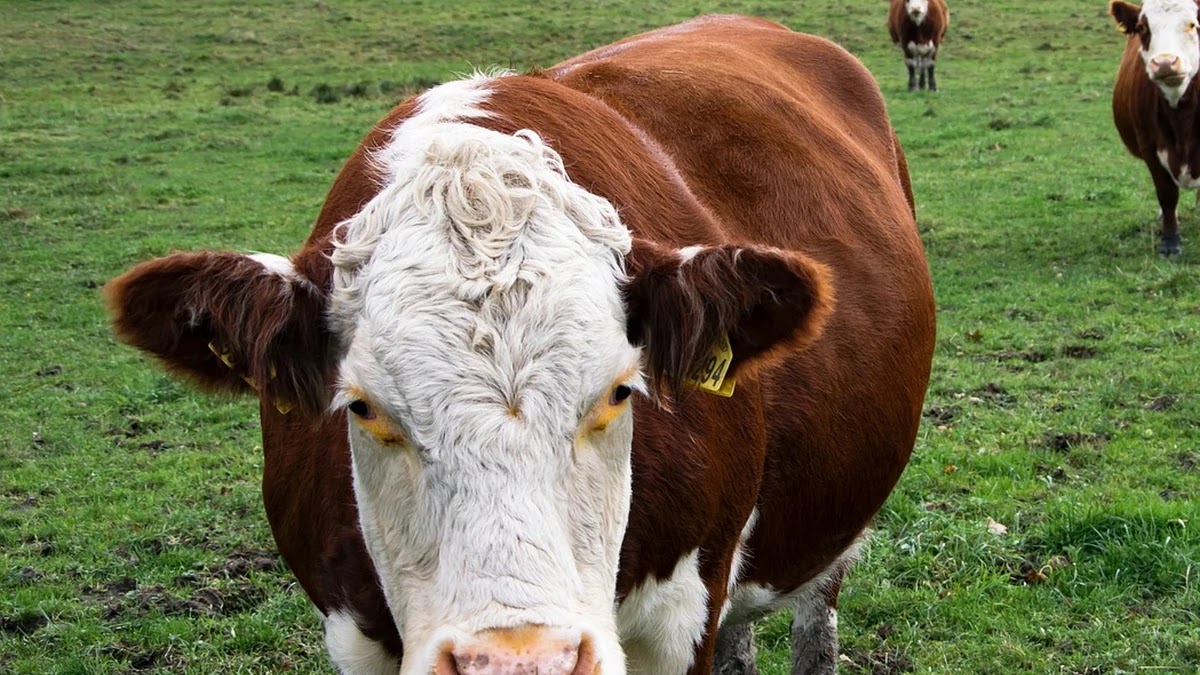 뉴스 알고리즘이 편향성을 만드는 구조와 그 해석
