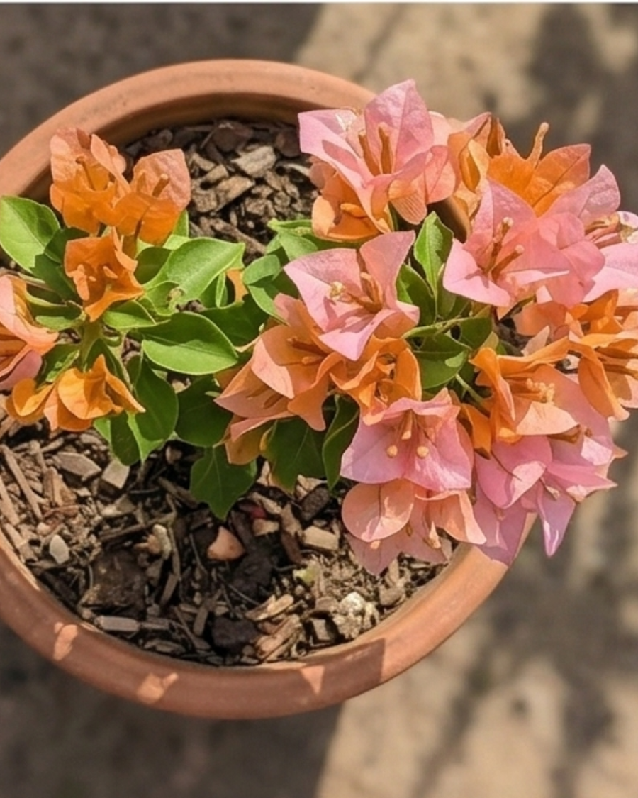 Imported Huge Evan Bougainvillea Plant — view 5
