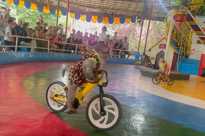 Khánh Hòa: Nô nức ra đảo xem 'hầu vương' đua xe, đấu kình - Báo Tiền Phong