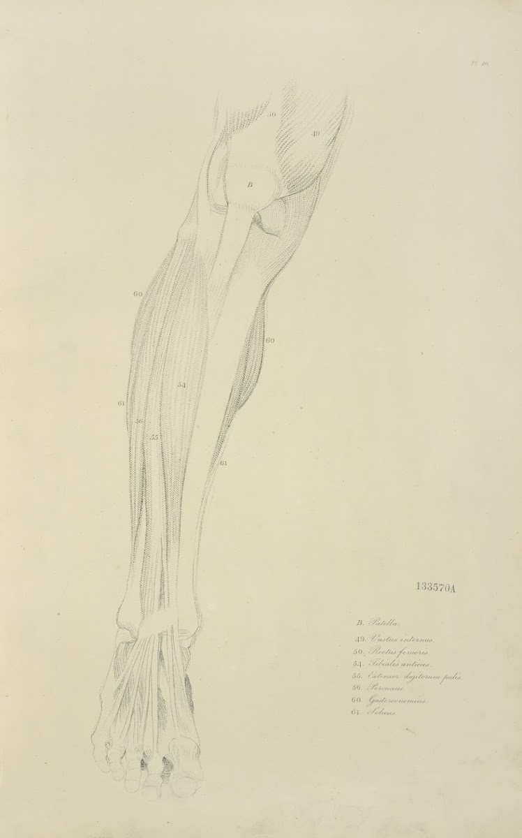 View of musculature of the leg from the front 1833