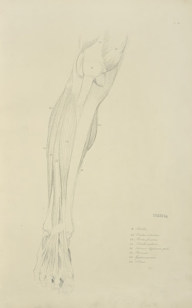 View of musculature of the leg from the front 1833