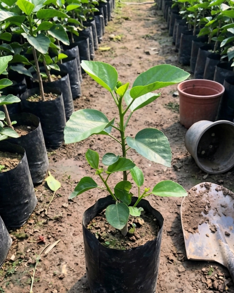 Hibiscus Fangliao Suzaku — view 2