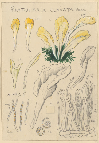 Spathularia clavata 1915 1945