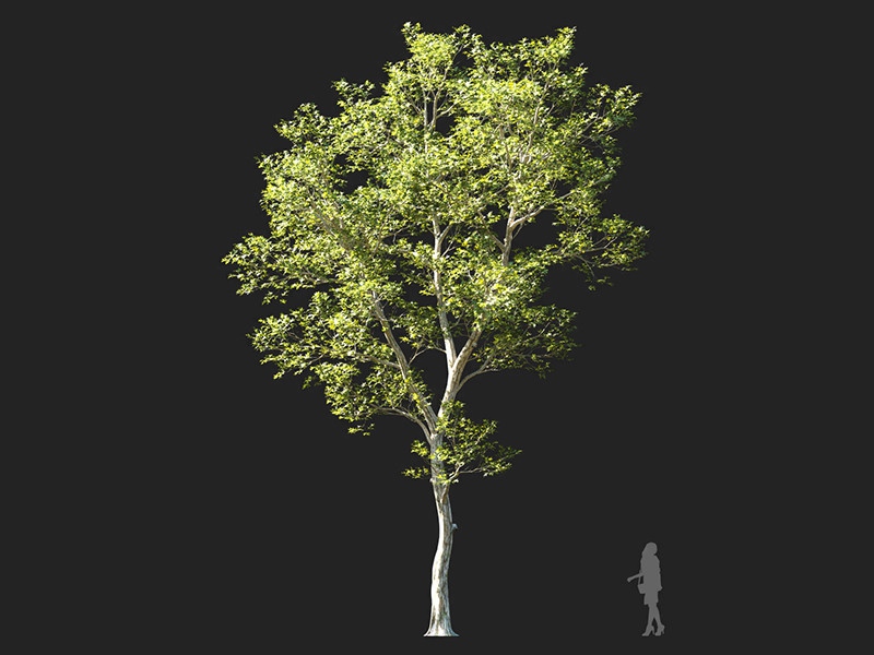 Maxtree - Plant Models Vol.132