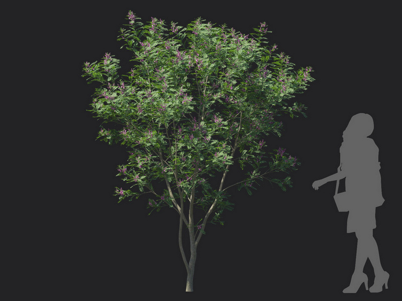 Maxtree - Plant Models Vol.129