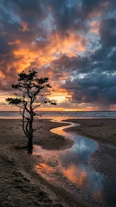 Wide Angle Landscape of a Lone Tree on a Beach at Sunset