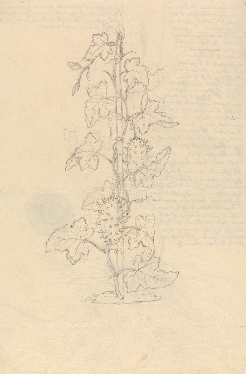 Cucumis Metuliferus