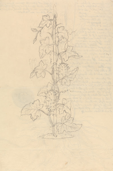 Cucumis Metuliferus