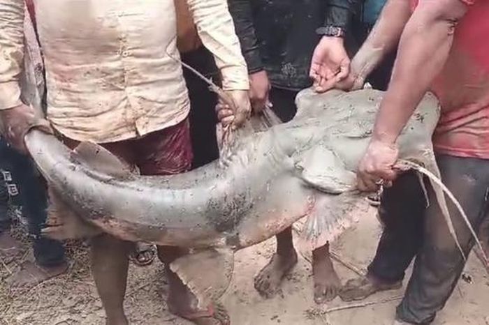 Người dân bắt được con cá khổng lồ nặng 50kg trong kênh nước - Tạp chí Người Đưa Tin