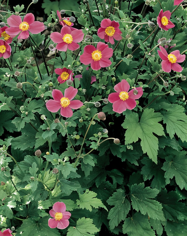Anemone hupehensis 'September Charm' in fiore nel giardino d'autunno con petali rosa-argento