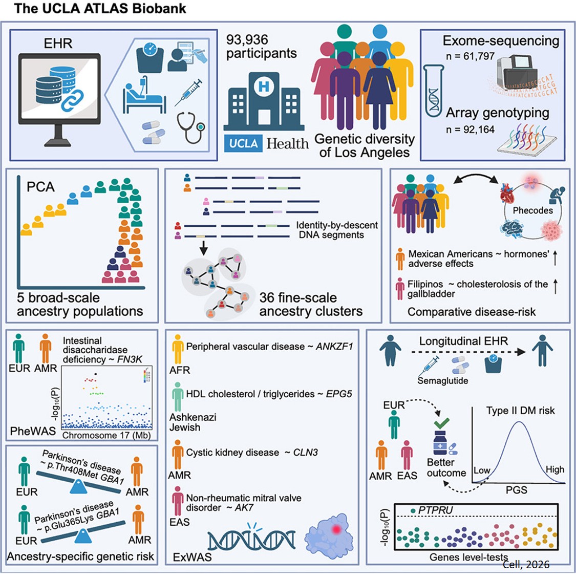 Advancing precision health discovery in a genetically diverse health system