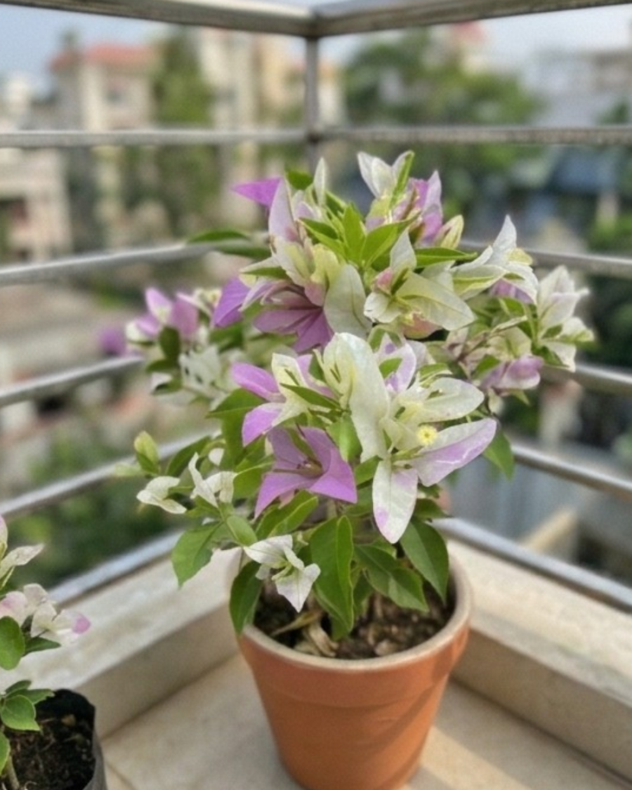 Imported Romeo Juliet Bougainvillea Plant — view 5