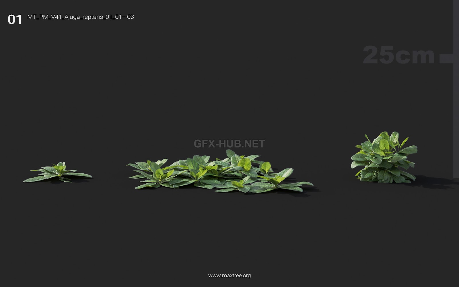 Maxtree - Plant Models Vol.41