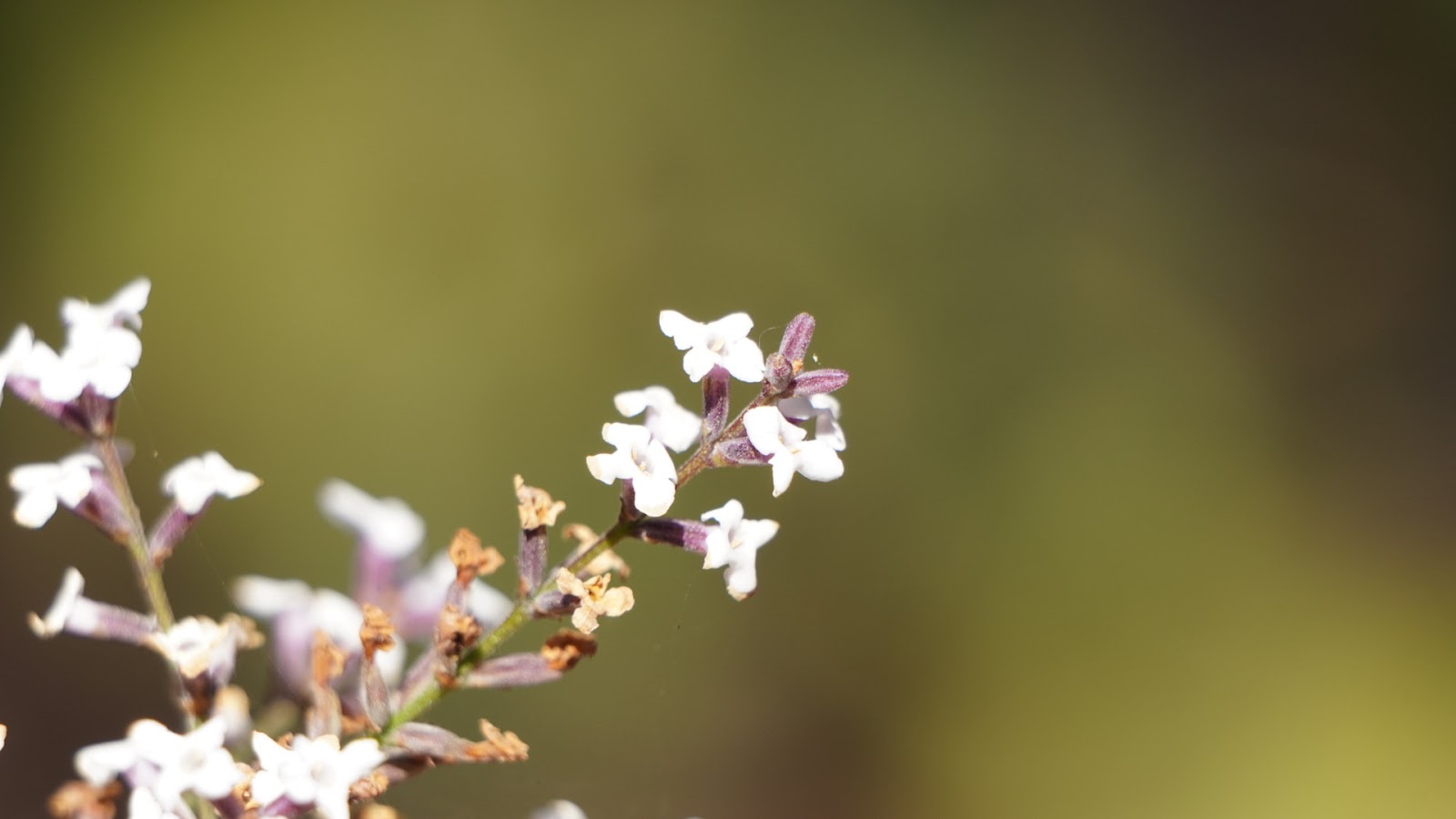 Flores blancas al viento