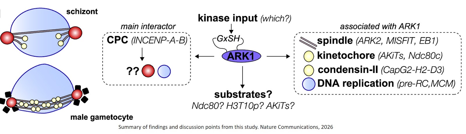 Plasmodium ARK1 regulates spindle formation during atypical mitosis and forms a divergent chromosomal passenger complex