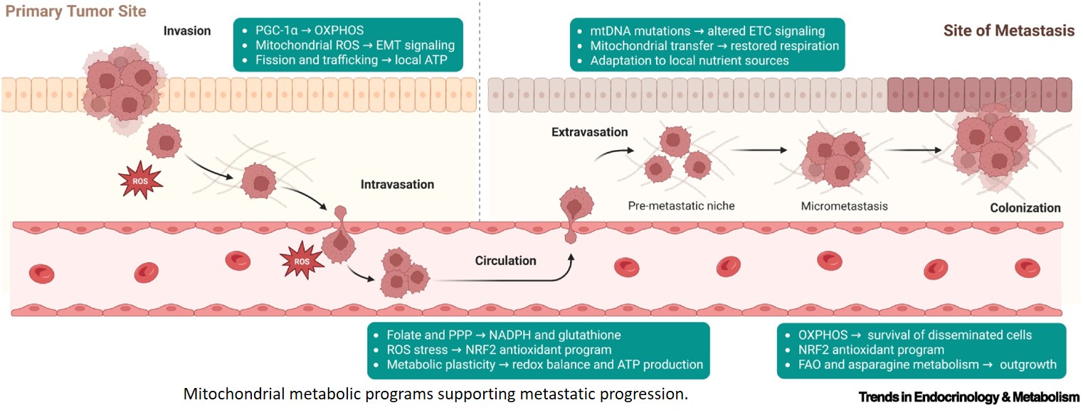 Mitochondria as central regulators of cancer progression and antitumor immunity