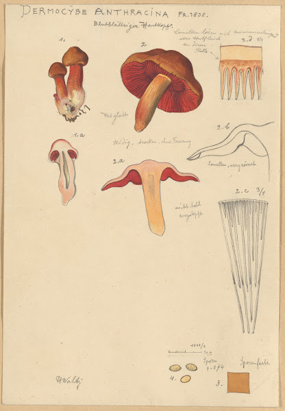Dermocybe Anthracina Fr 1915 1945