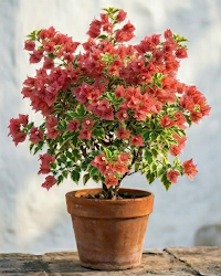 Imported Nescafe Variegated Bougainvillea Plant