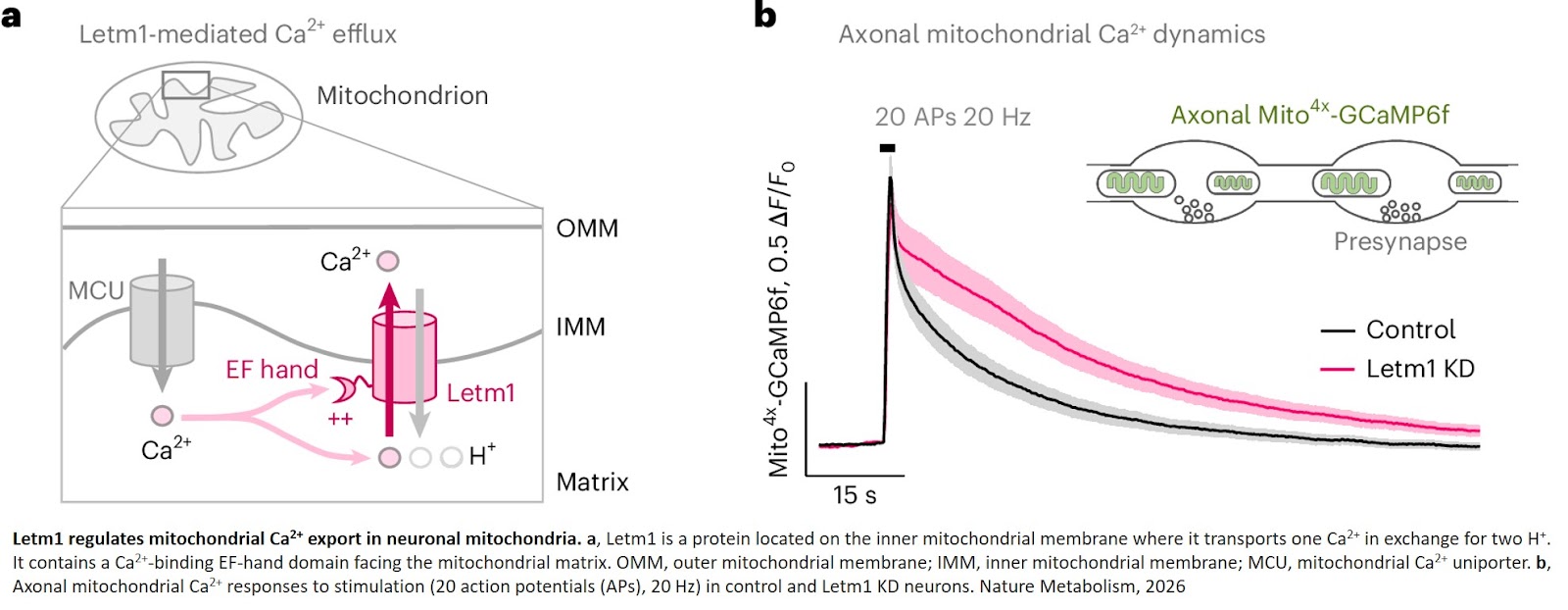 Mitochondrial Ca2+ efflux controls neuronal metabolism and long-term memory across species