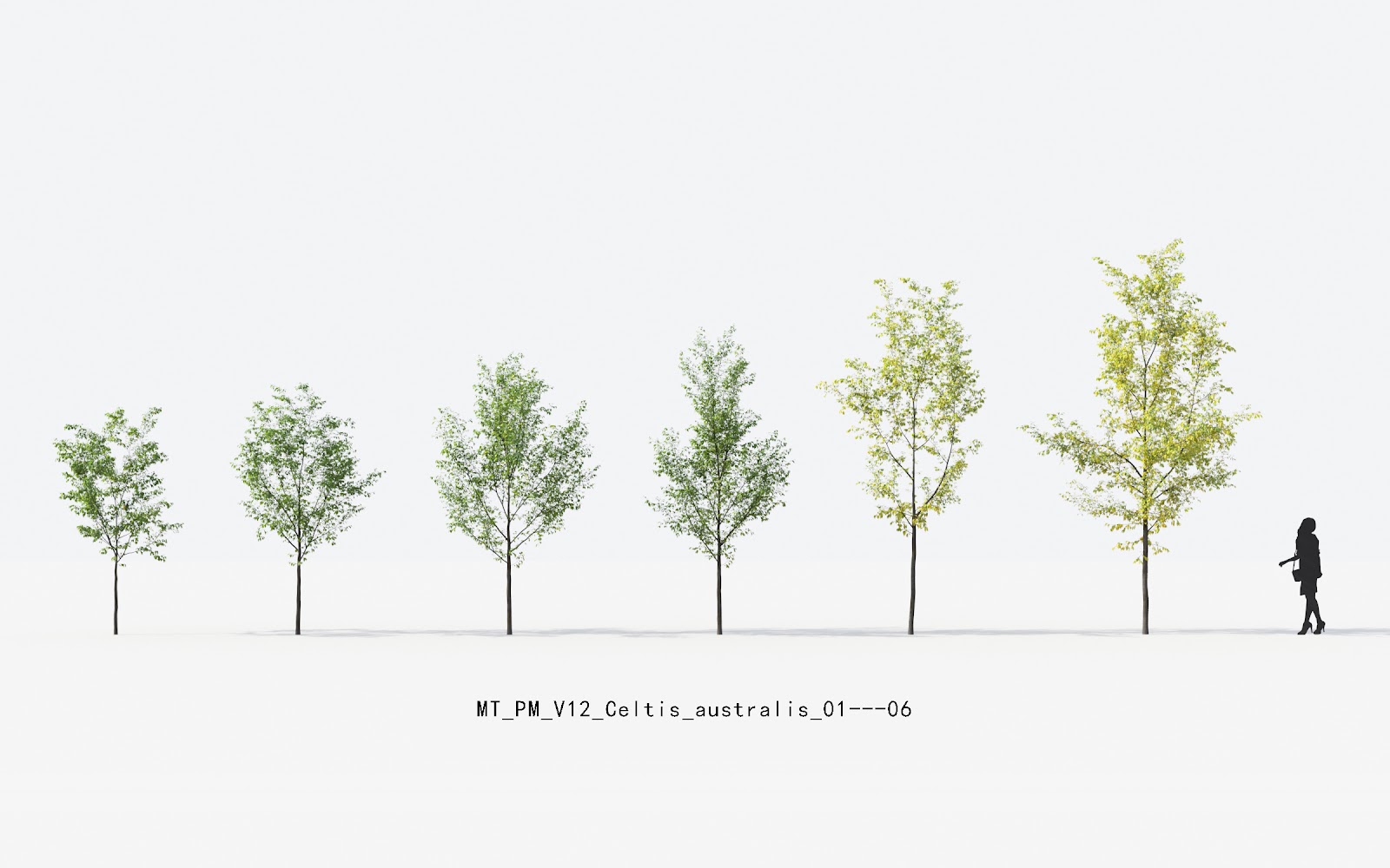 Maxtree - Plant Models Vol.12