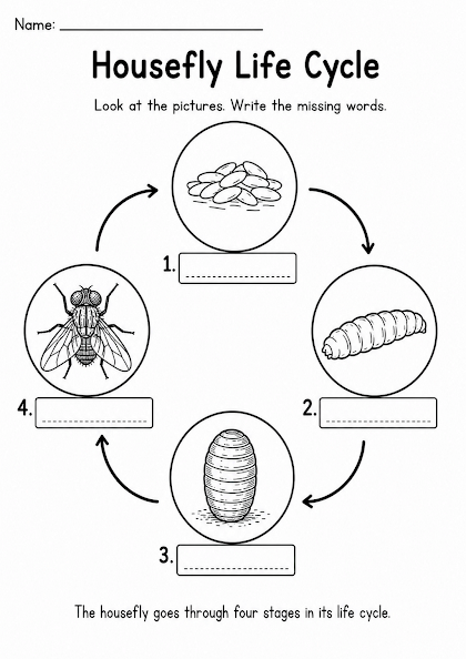 Housefly Life Cycle Worksheet