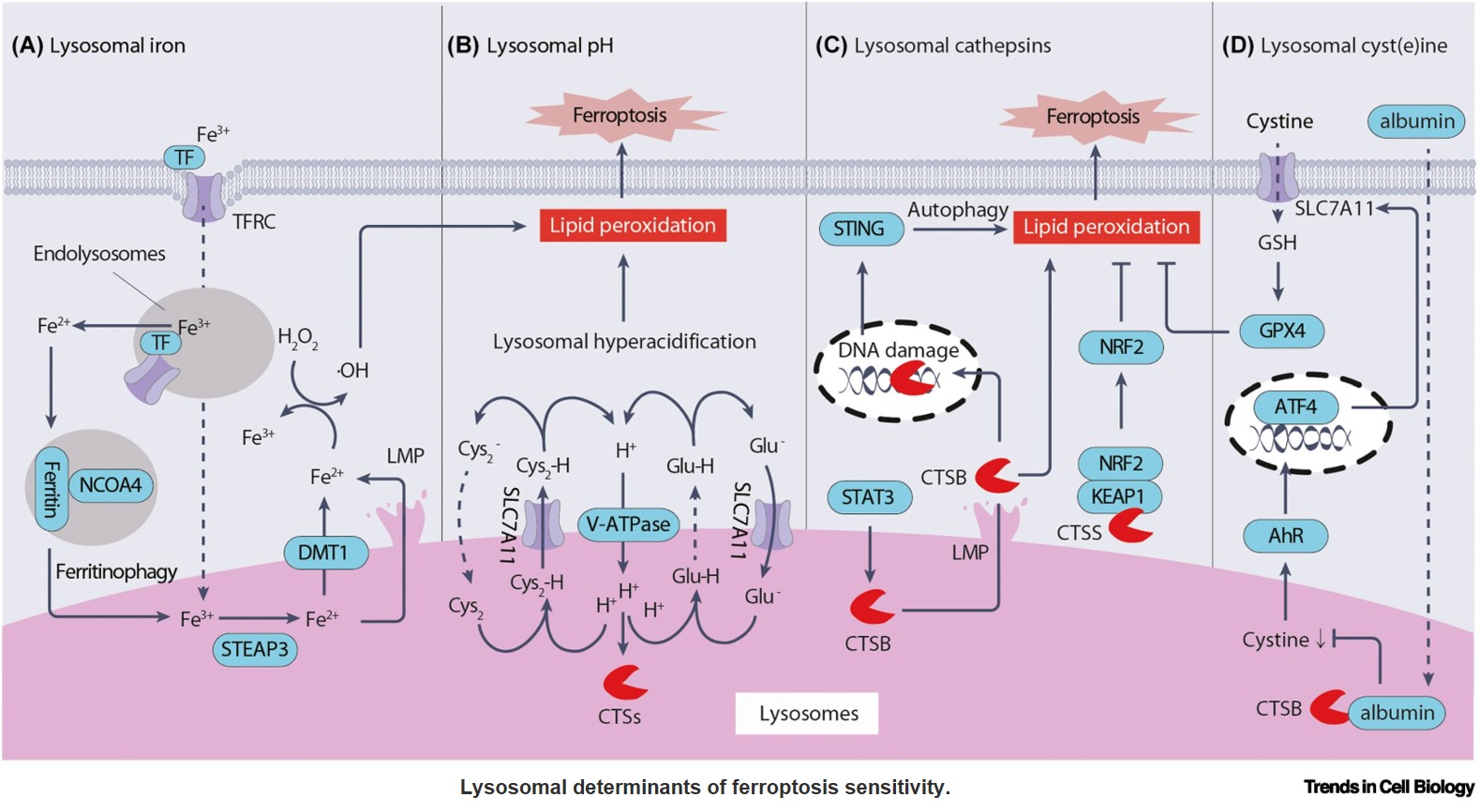 Ferroptosis regulation in lysosome