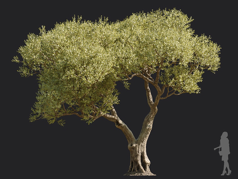 Maxtree - Plant Models Vol.113