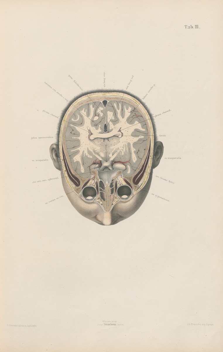 Topographisch anatomischer Atlas nach Durchschnitten an gefrornen Cadavern Pl05